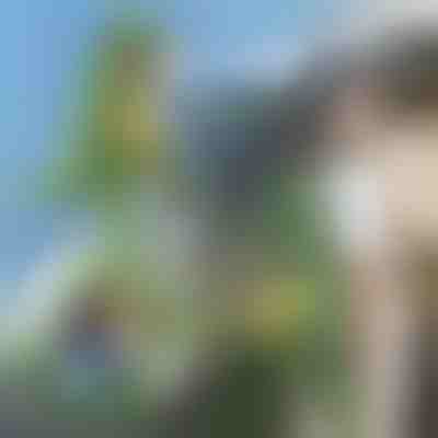 Rucsac în formă de dinozaur | DINOBACK