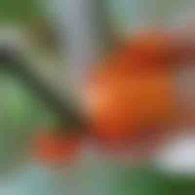 Cuțit degetar pentru grădină | THUMBYCUT