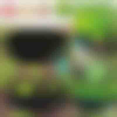 Jardinieră ecologică pentru plante | PLANTIE